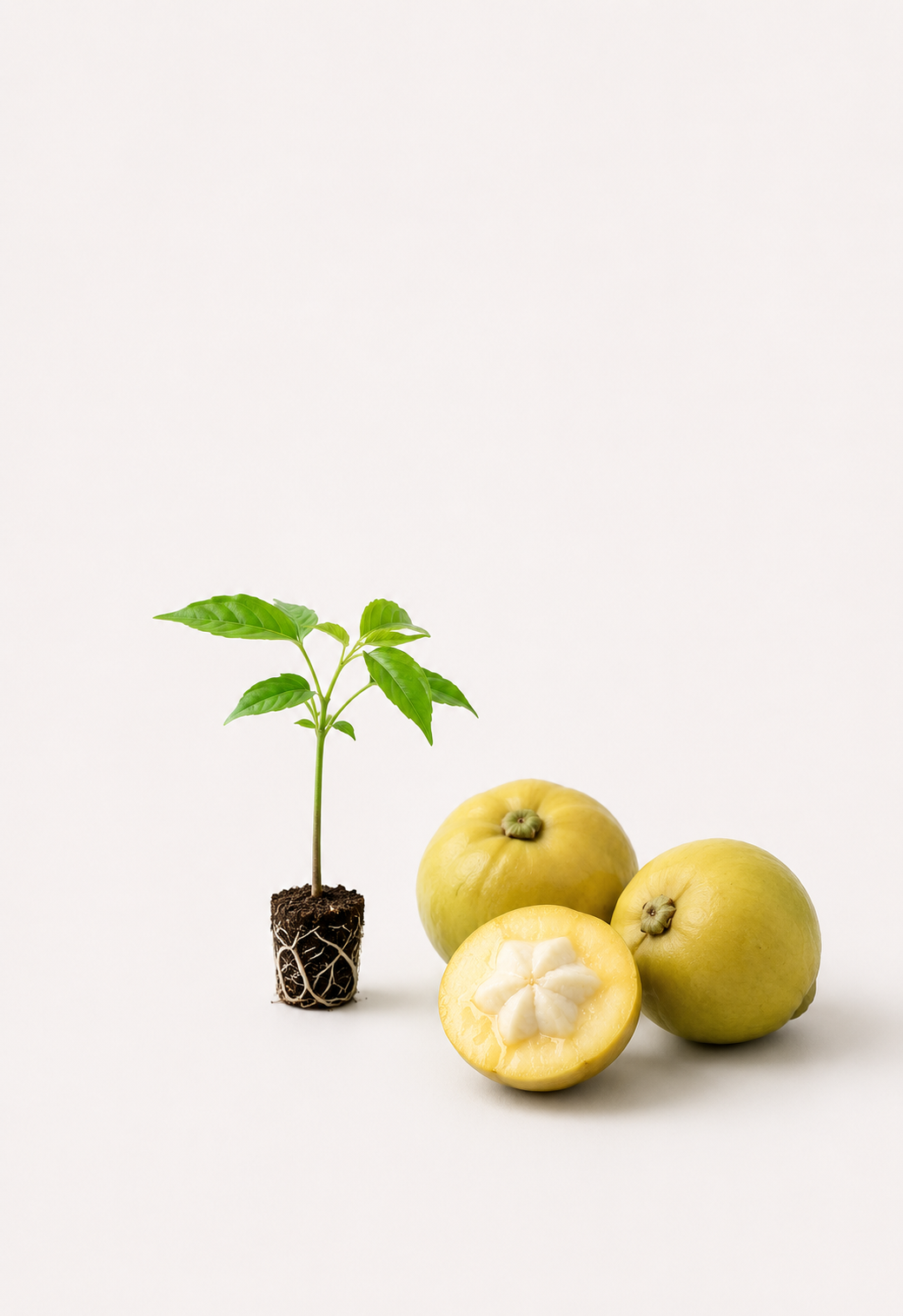 White Sapote Seedling