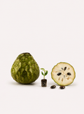 Cherimoya Seedlings