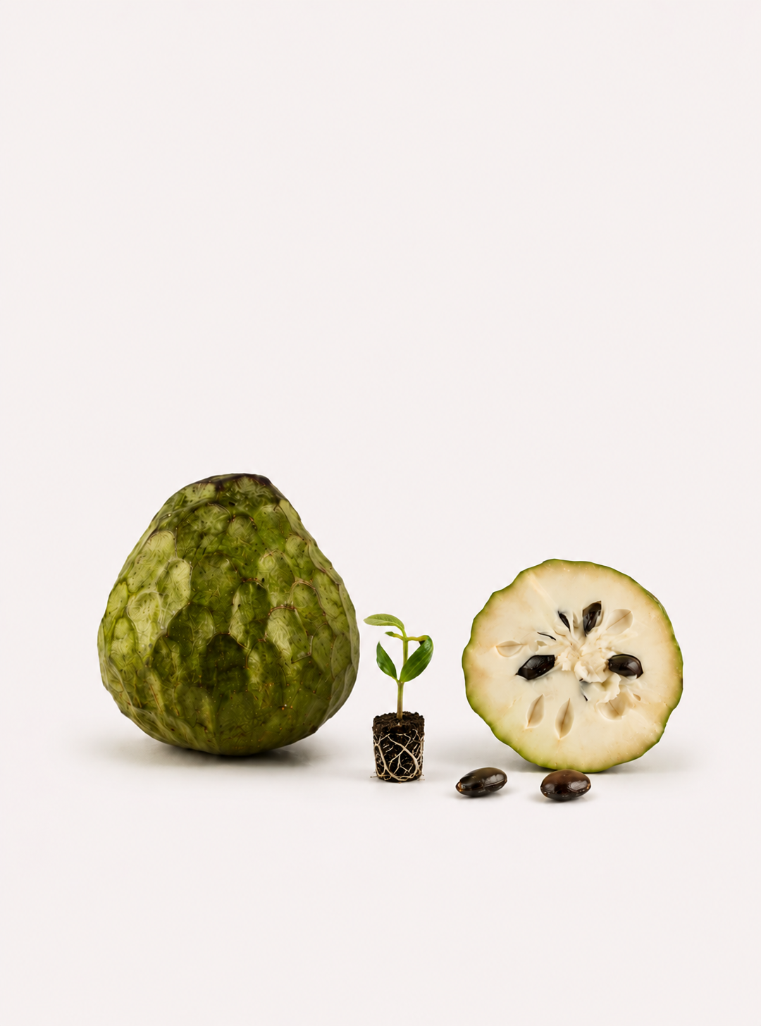 Cherimoya Seedlings