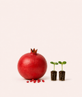 Pomegranate Seedlings