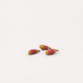 Shampoo Ginger Seeds