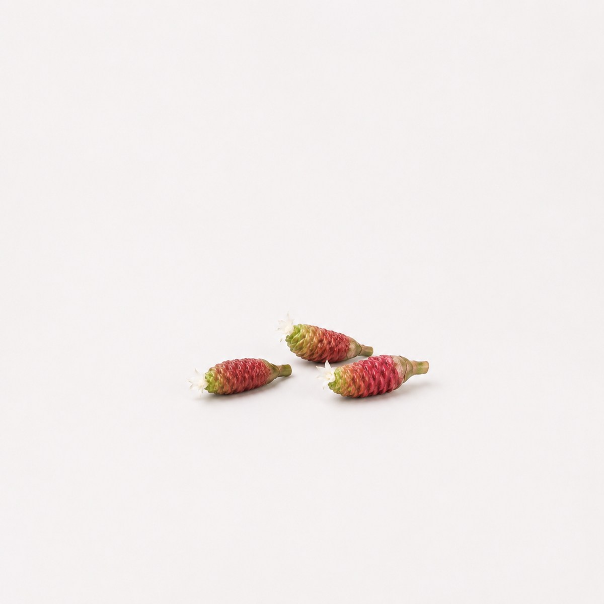 Shampoo Ginger Seeds