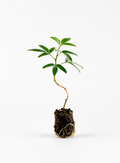 Vanillia Passionfruit Plant