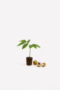 Longan Seedlings