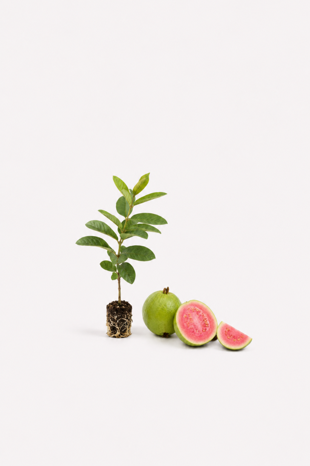 Pink & White Guava Seedlings