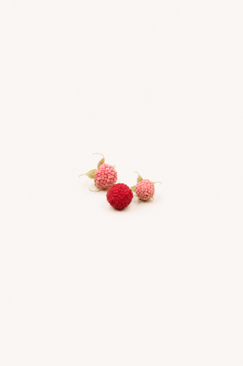 Rubus parviflorus - Thimbleberry Seeds