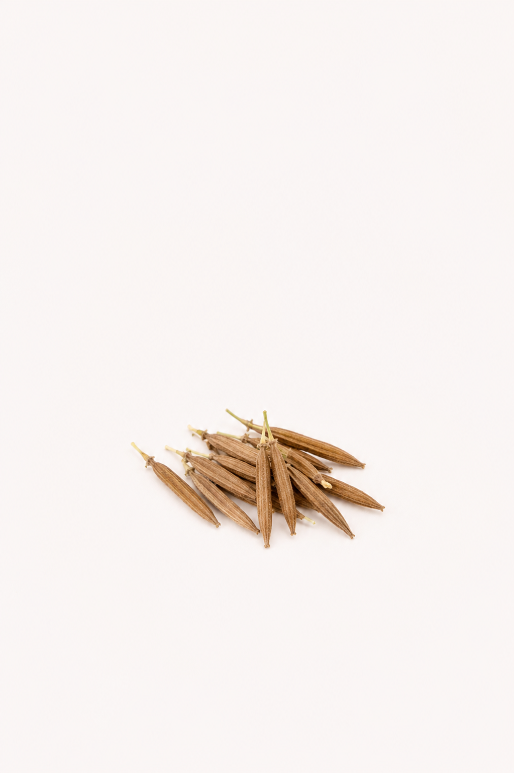 Saluyot Seeds