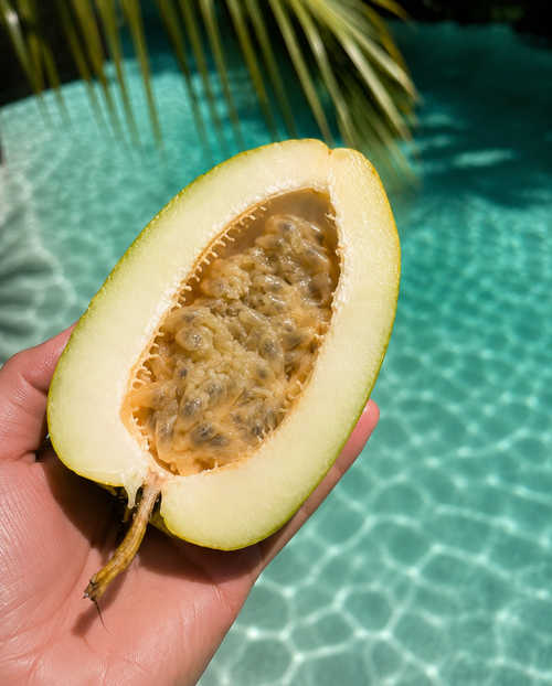 Giant Granadilla Plant
