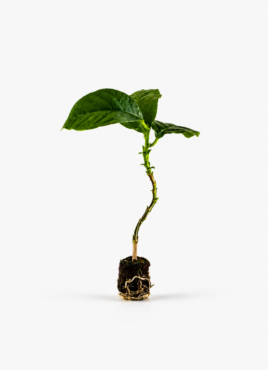Giant Granadilla Plant