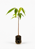 Red Silk Cotton Plant (Non Fruiting)