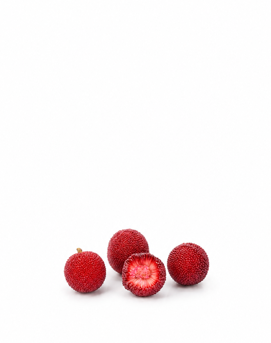 Bayberry Seeds