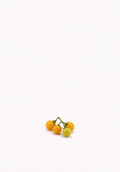 Dwarf Tamarillo