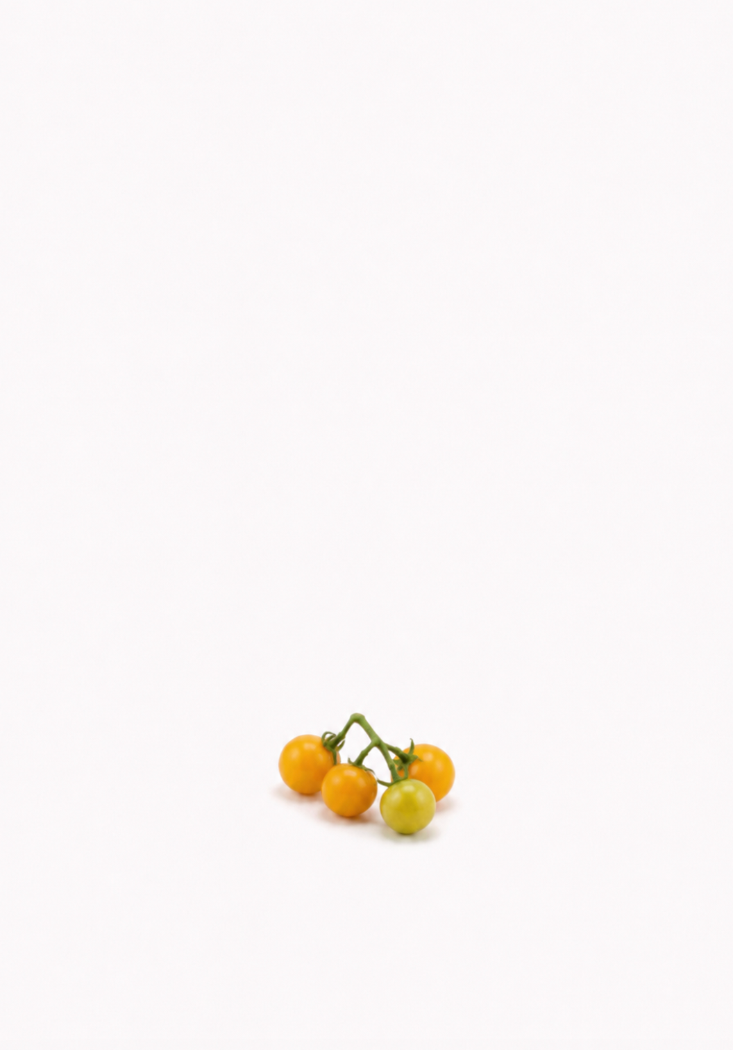 Dwarf Tamarillo