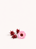 Edible Hibiscus Seeds