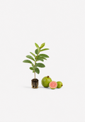 Gauava Seedlings