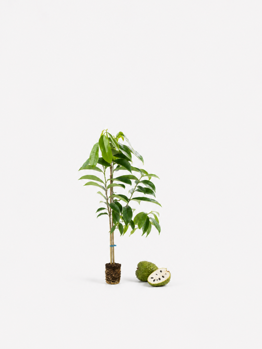 Sour Sop