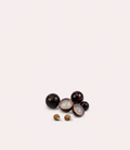 Jaboticaba Sabara Seeds - Germinated