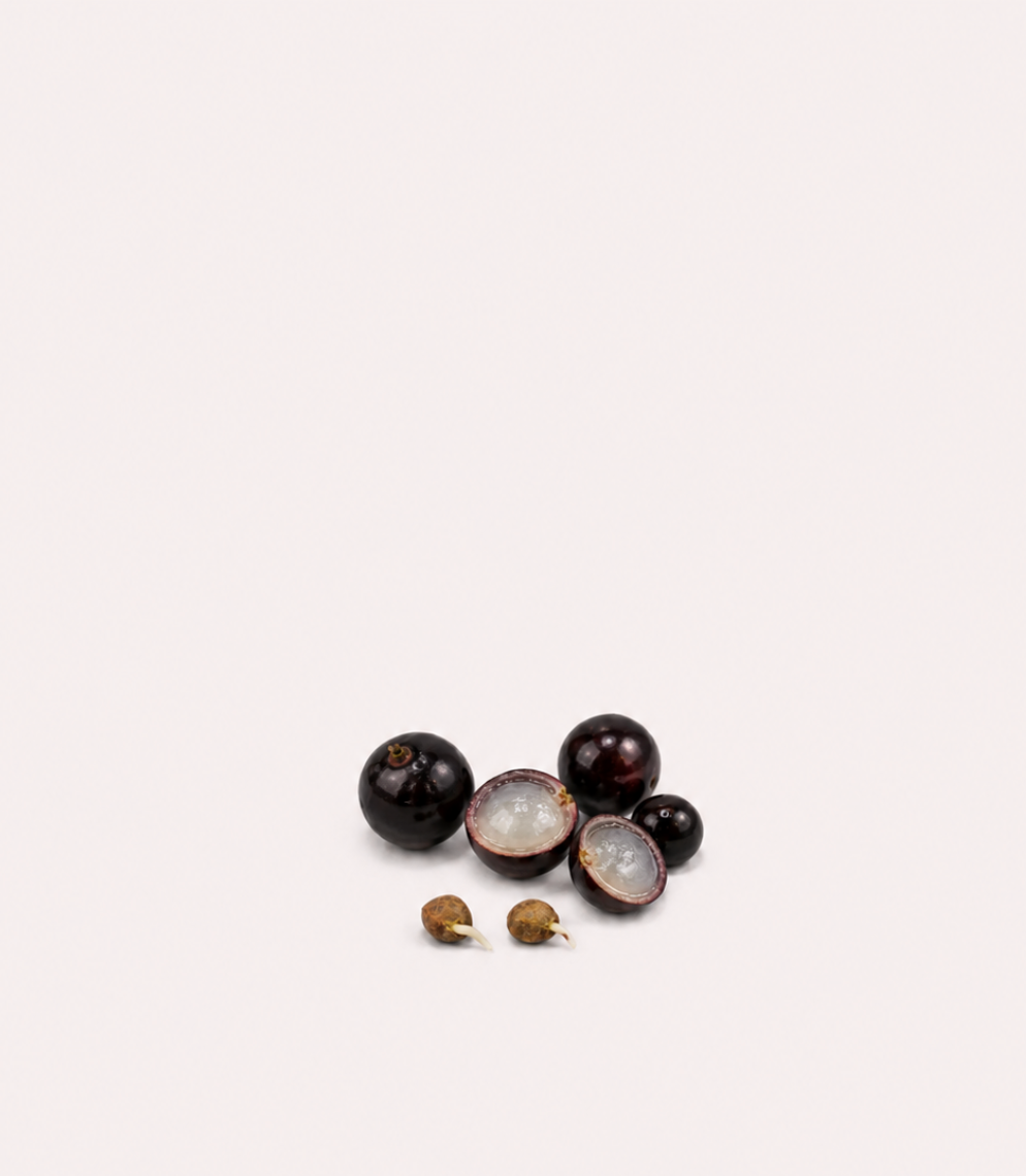 Jaboticaba Sabara Seeds - Germinated