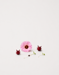 Edible Hibiscus Seedlings