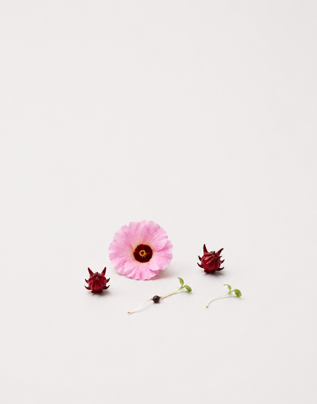 Edible Hibiscus Seedlings