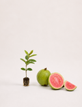 Pink & White Guava Seedlings
