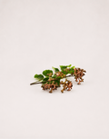 Japanese Raisin Tree Seeds