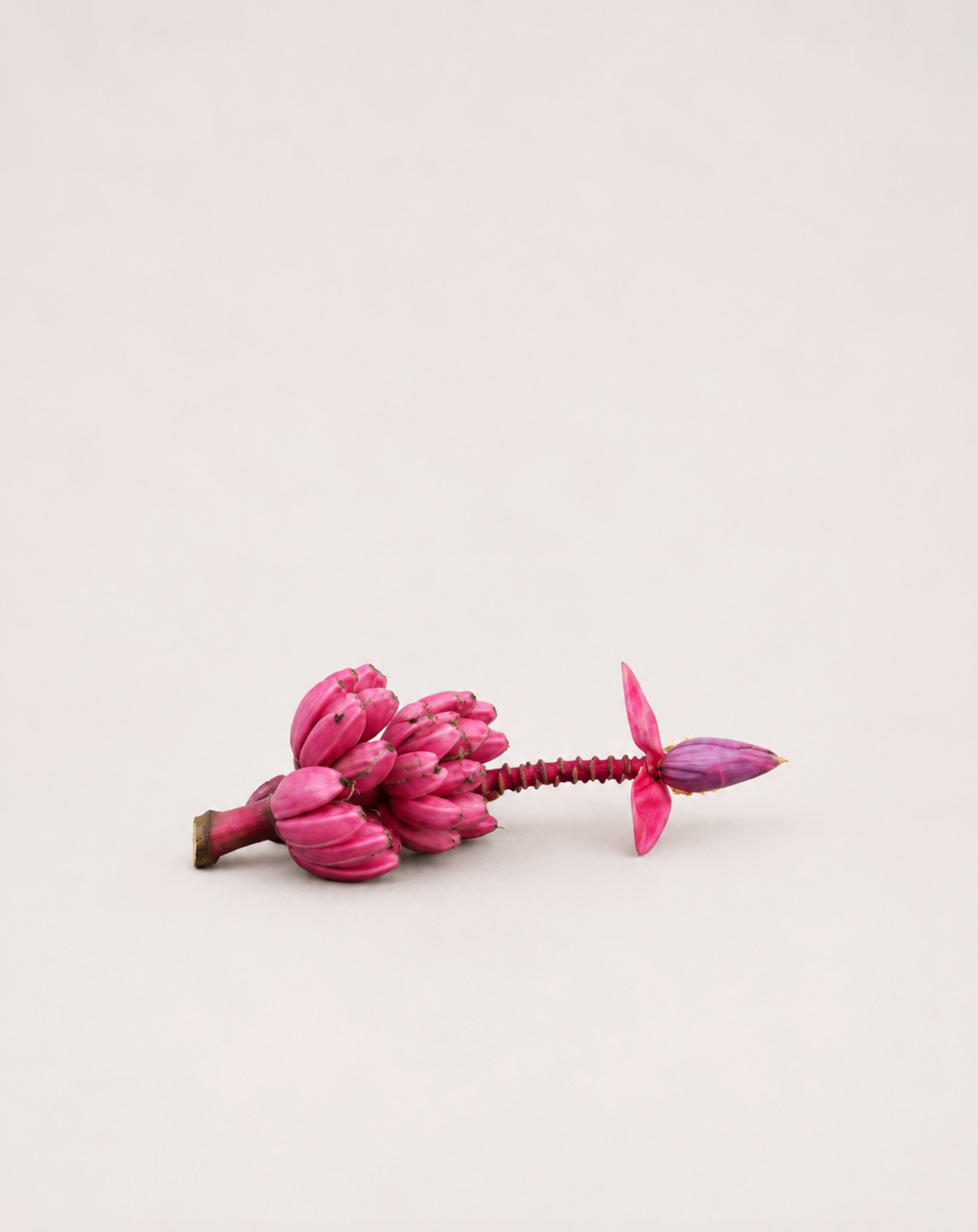 Pink Velvet Banana Seeds