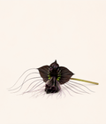 Black Bat Plant Seeds