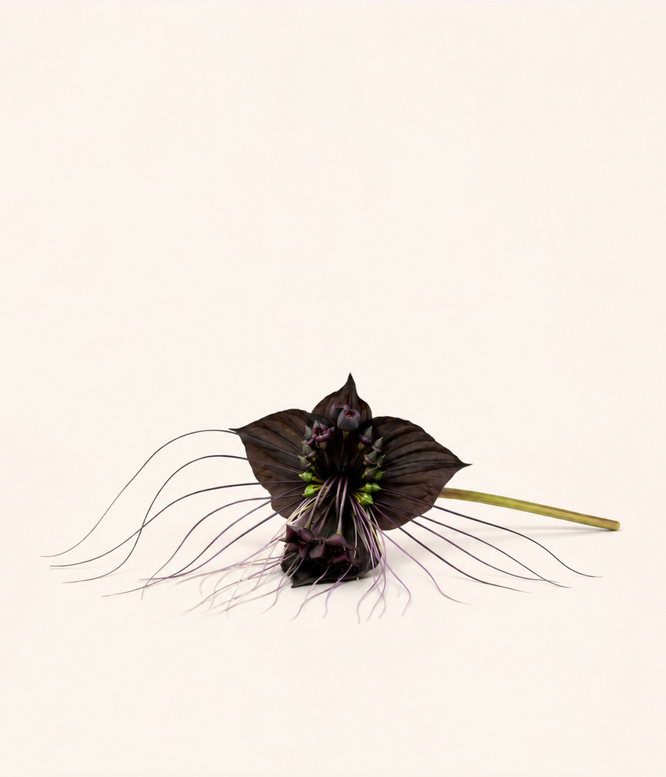 Black Bat Plant Seeds