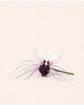 White Bat Plant Seeds