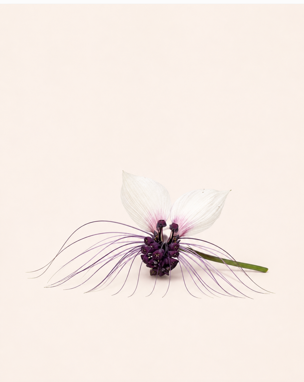 White Bat Plant Seeds