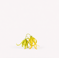 Ylang Ylang Seeds