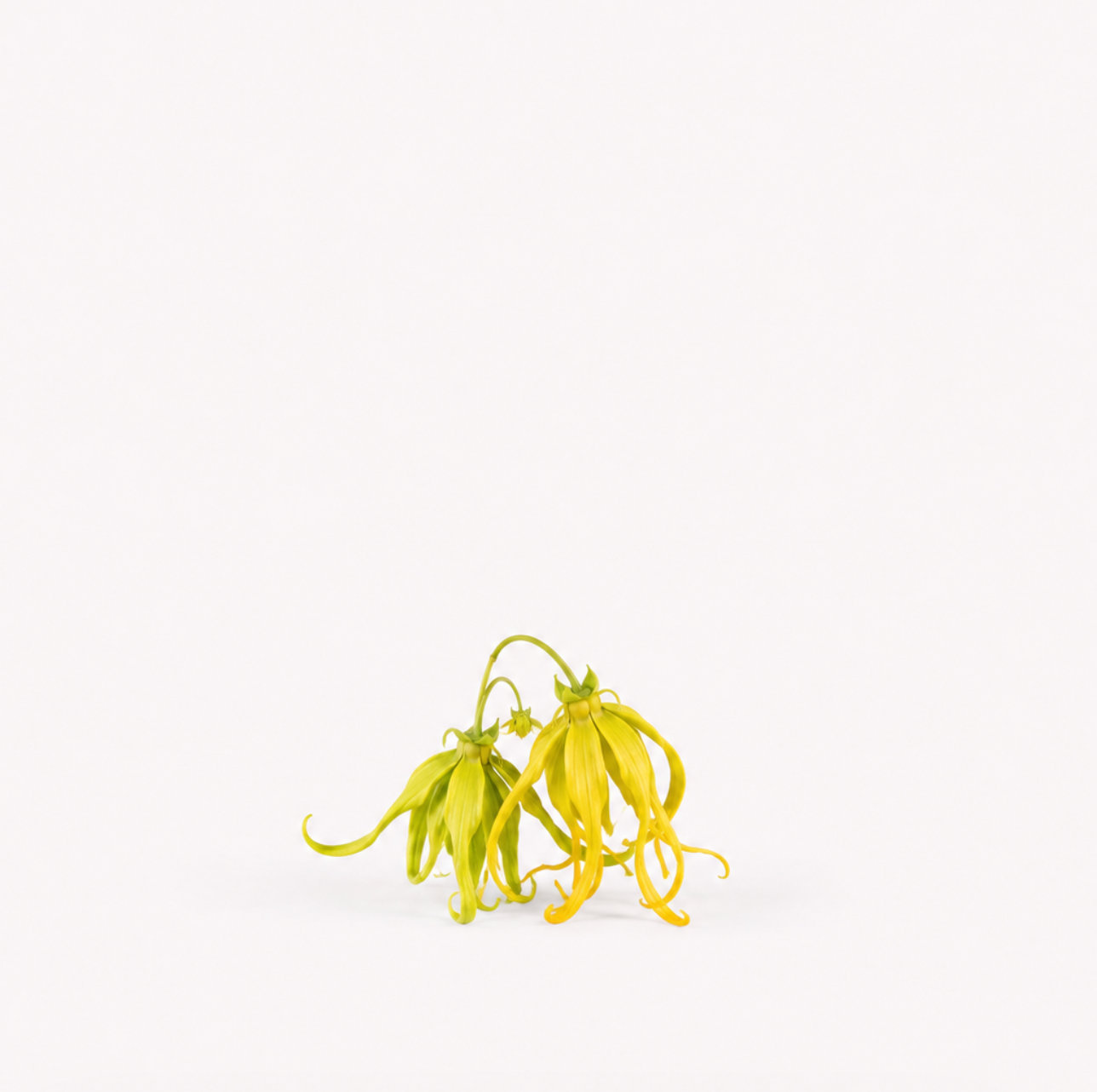 Ylang Ylang Seeds