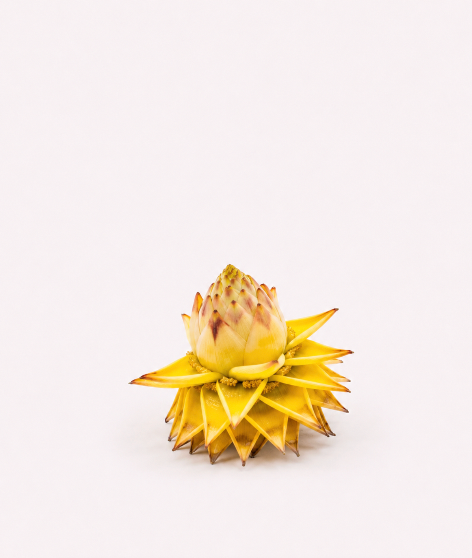 Golden Lotus Banana Seeds