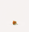 Ashwagandha Seeds